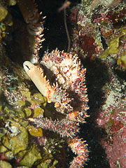 Picture 'Cur1_0_01399 Crab, Curacao'